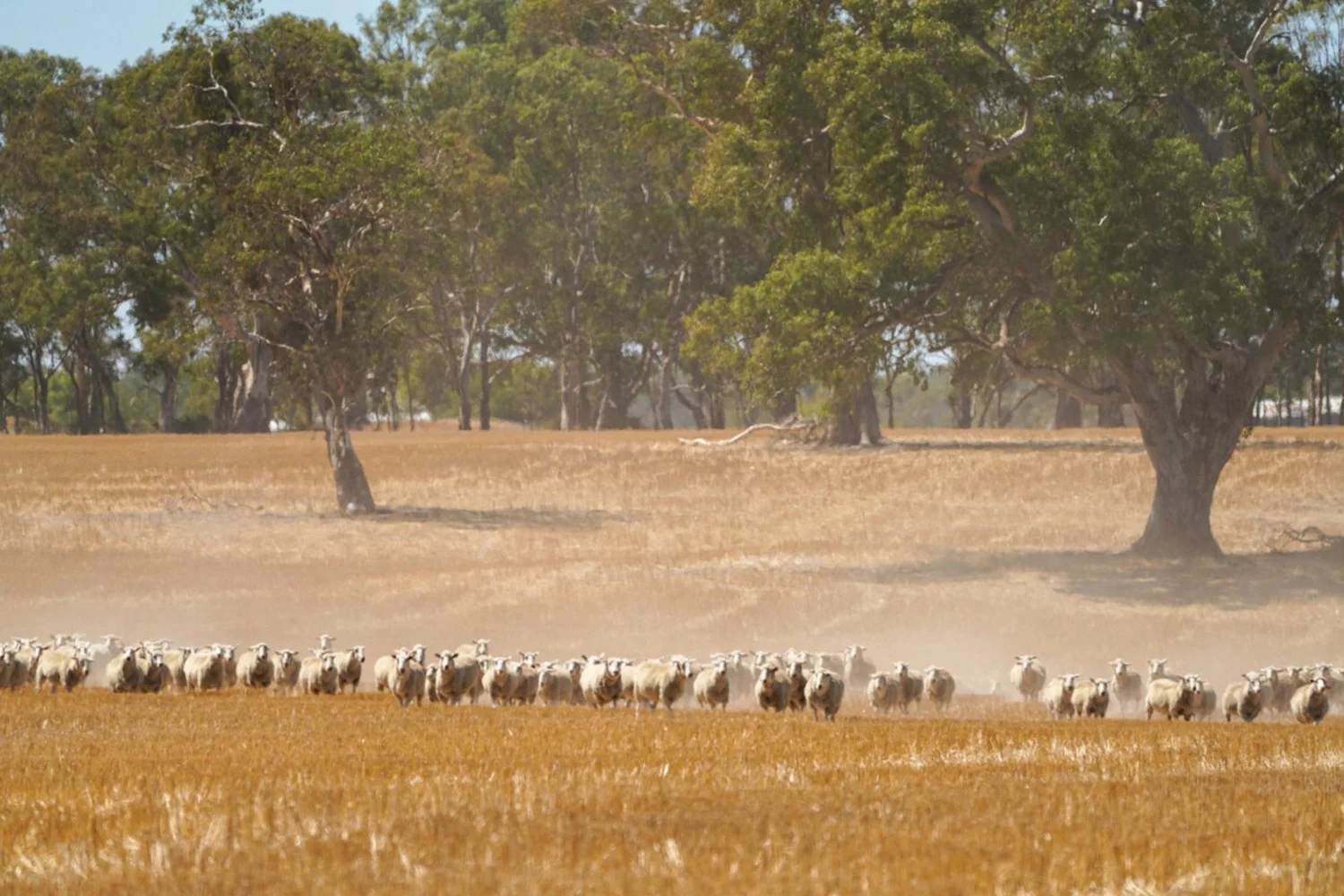 Additional image 15 of 3593 Nareen Road, Culla VIC 3315