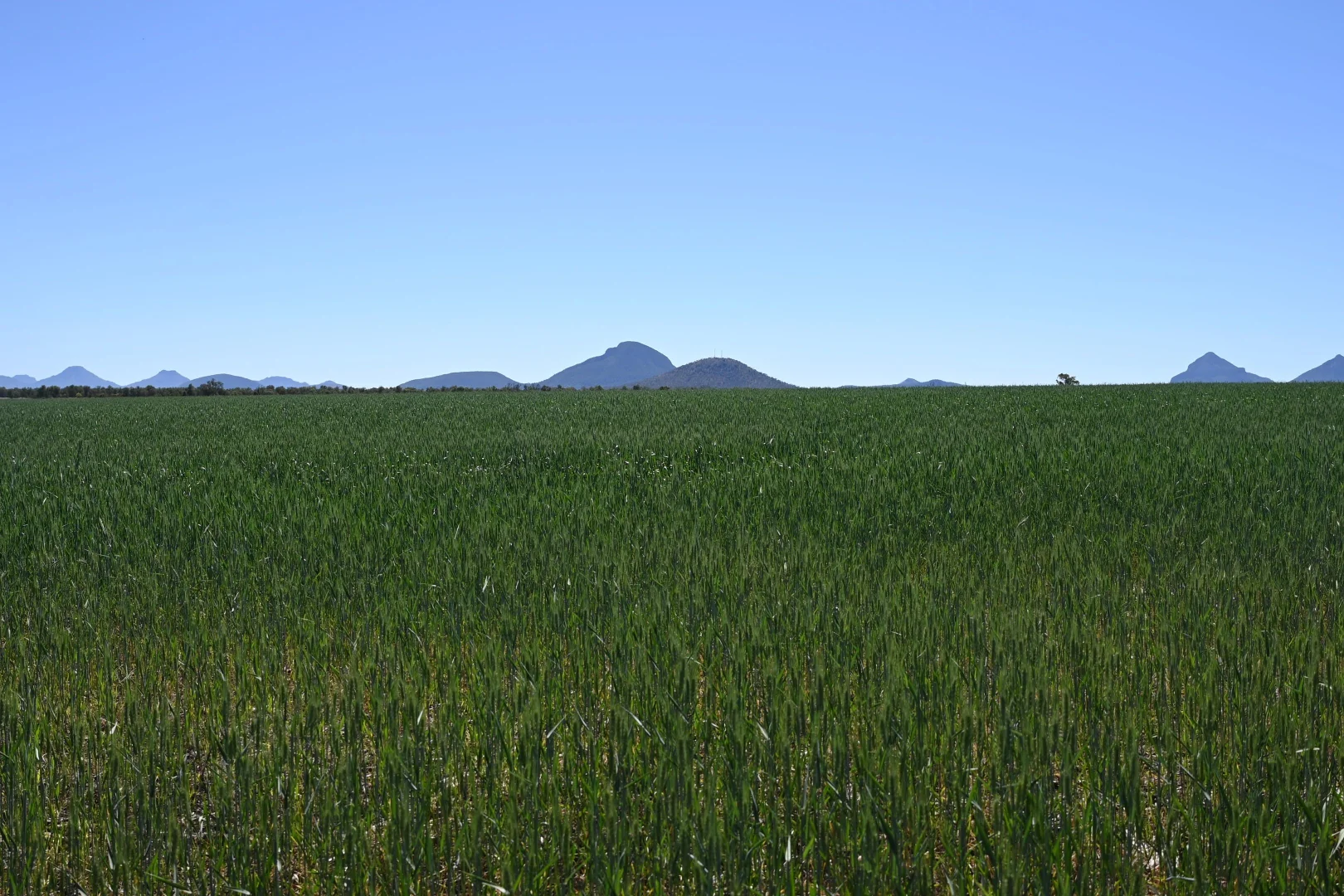 Additional image 20 of 102 Lowestoff Road, Capella QLD 4723