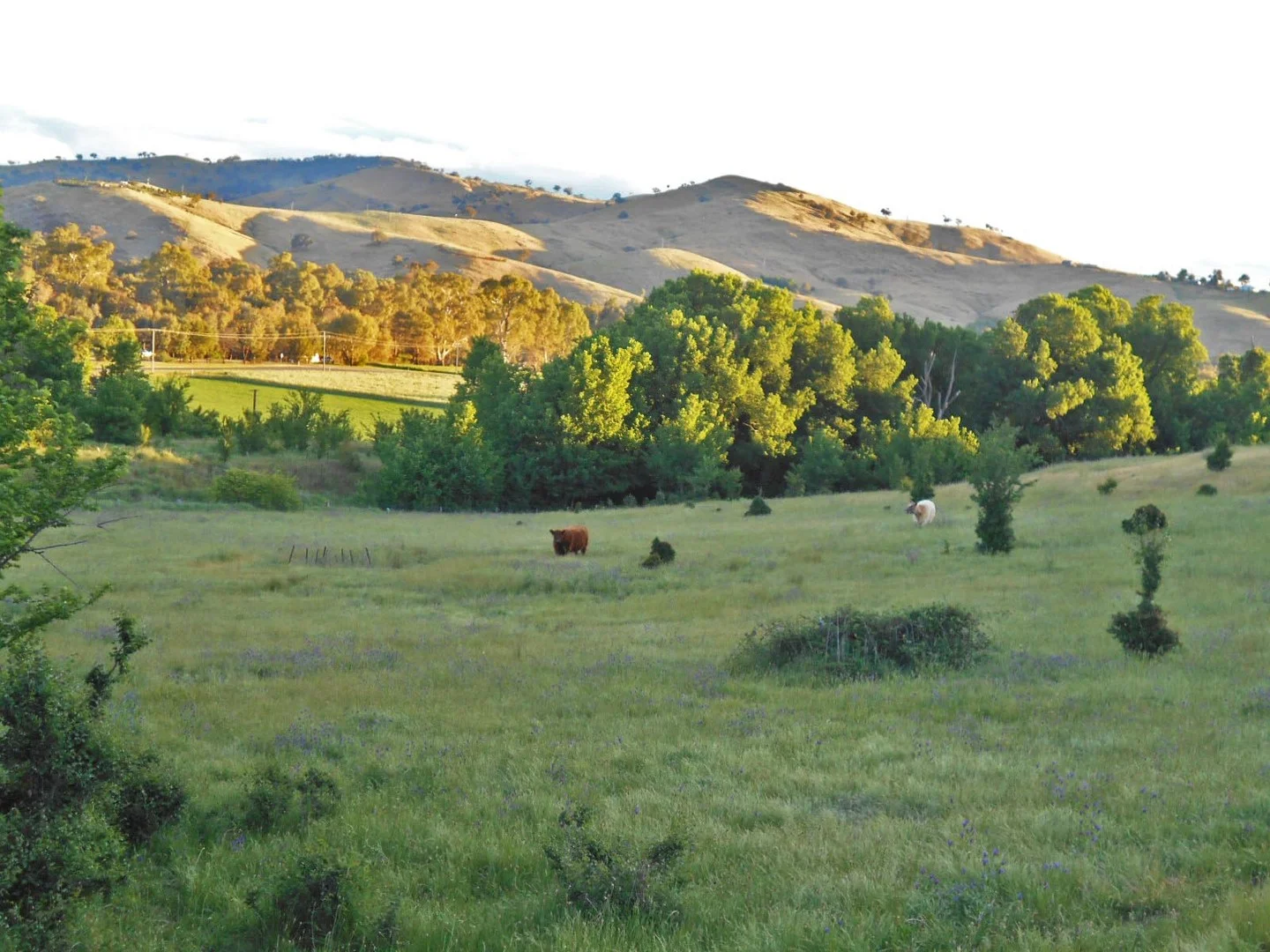 30 Hanley & Moon Street, Gundagai NSW 2722