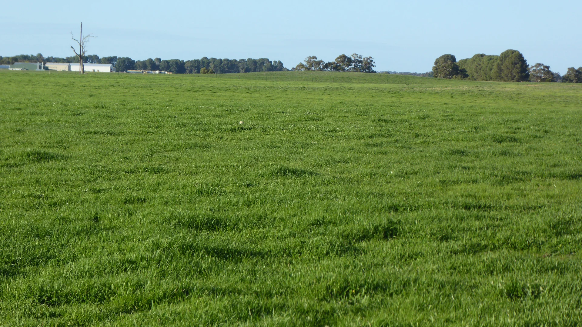 Additional image 17 of "Jacks" Sec 7 Schultz Road, Tintinara SA 5266