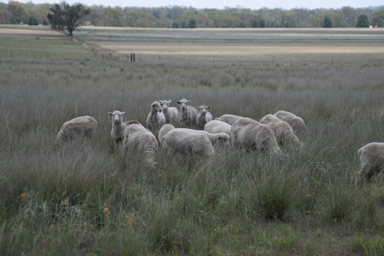 Additional image 28 of 'Illapa' 238L Narromine Road, Dubbo NSW 2830