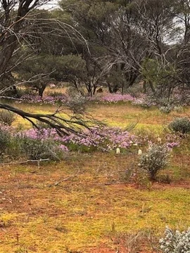 Additional image 21 of Great Northern Highway, Mount Magnet WA 6638