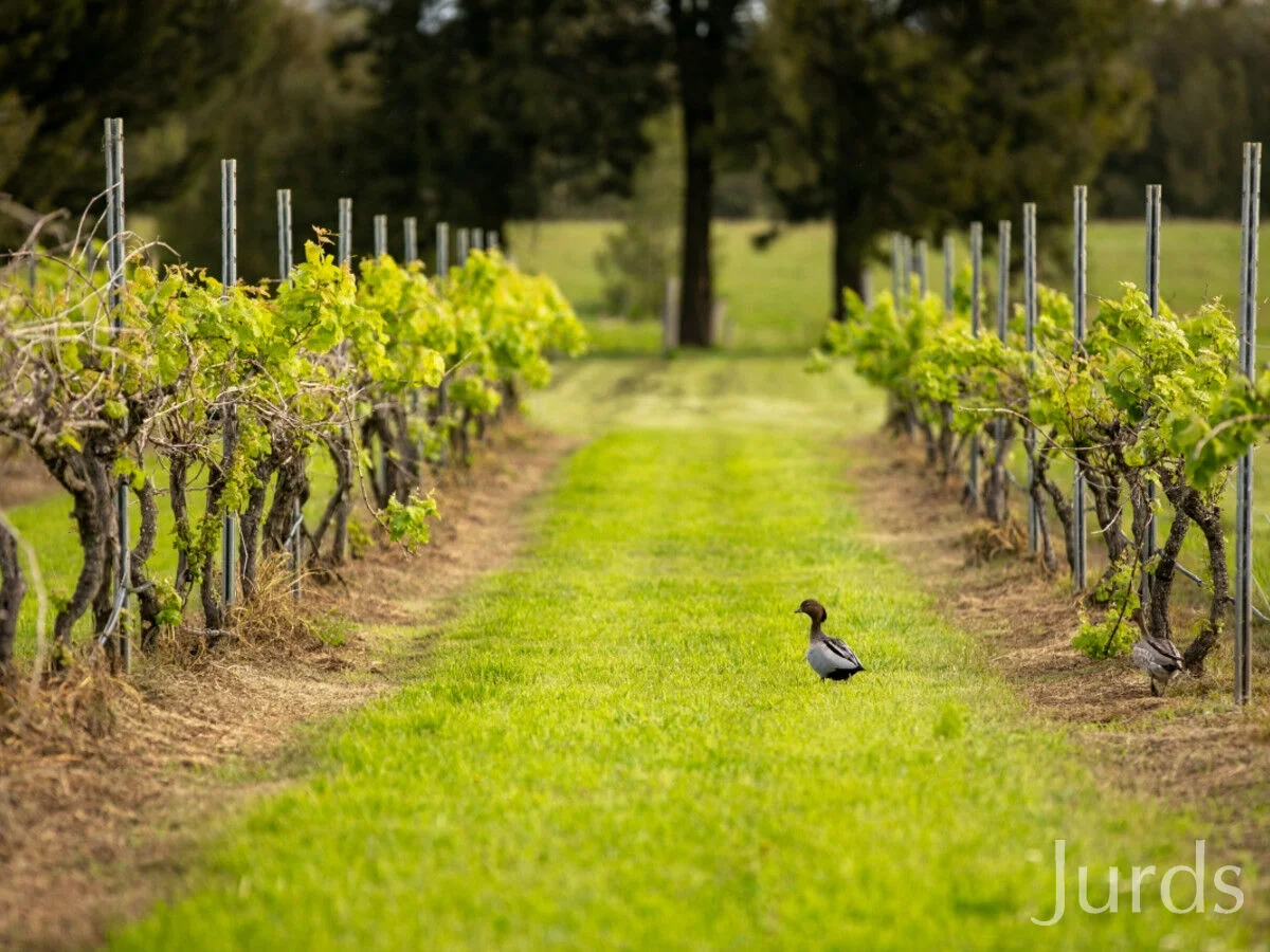 Additional image 42 of 307 Talga Road, Lovedale NSW 2325