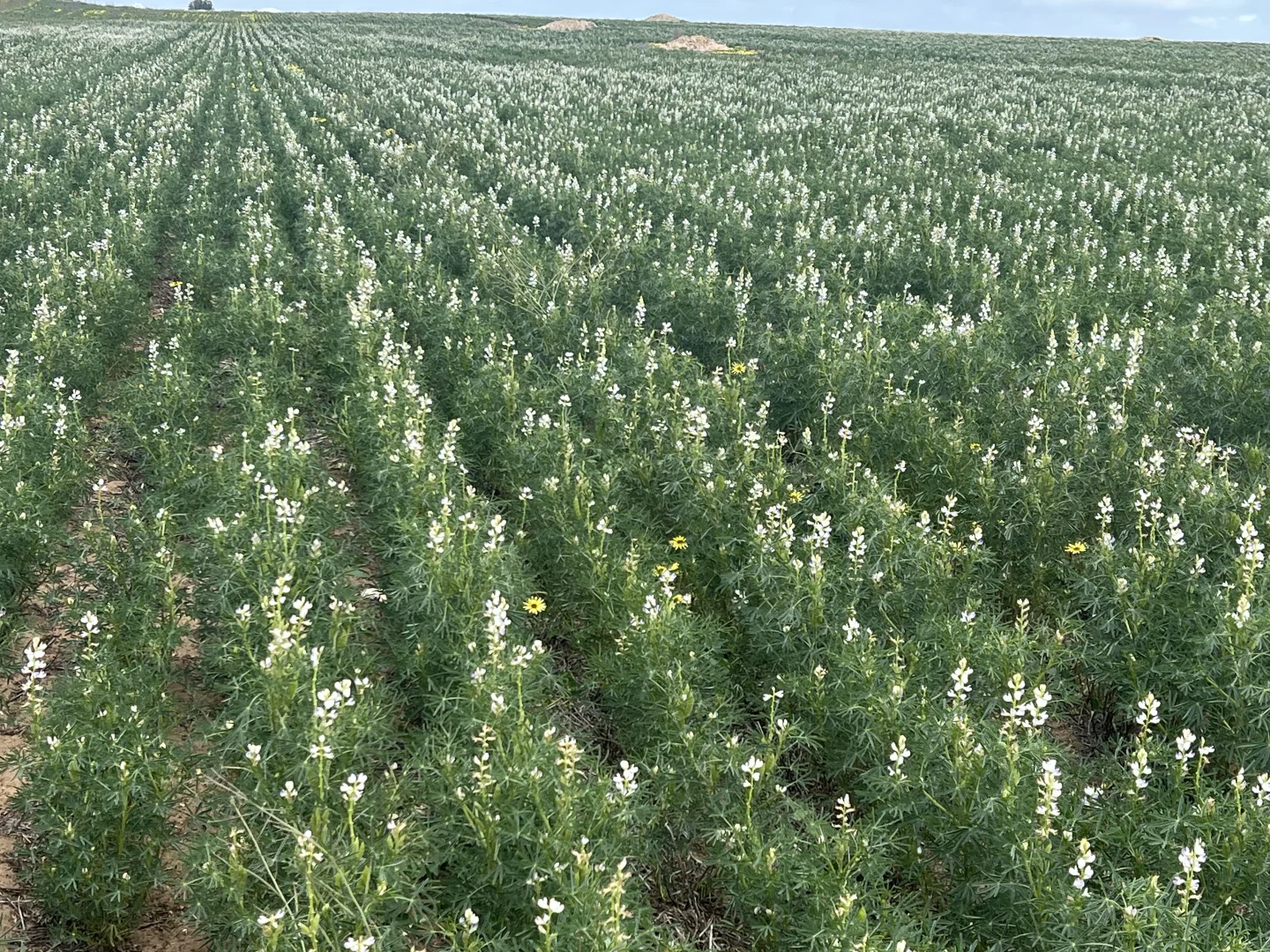 Additional image 3 of 162 Pope Road, Karoonda SA 5307