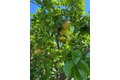 Additional image 55 of 11508 Old River School Rd, Downey, CA, 90241