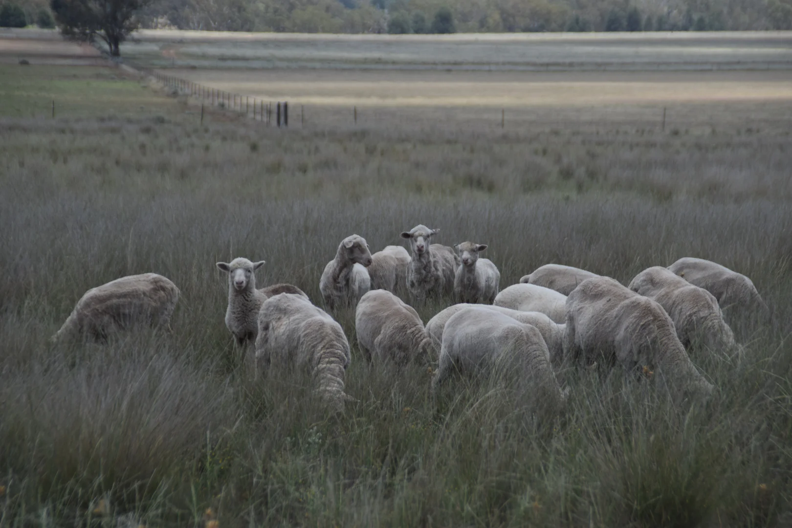 Additional image 4 of 'Illapa' 238L Narromine Road, Dubbo NSW 2830