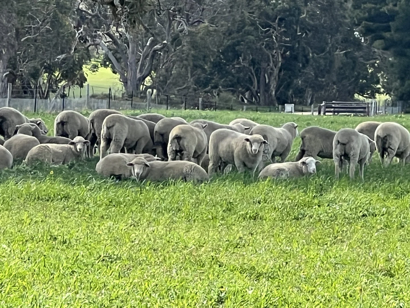 Additional image 16 of 559 Old Stone Tank Road, Mundulla SA 5270