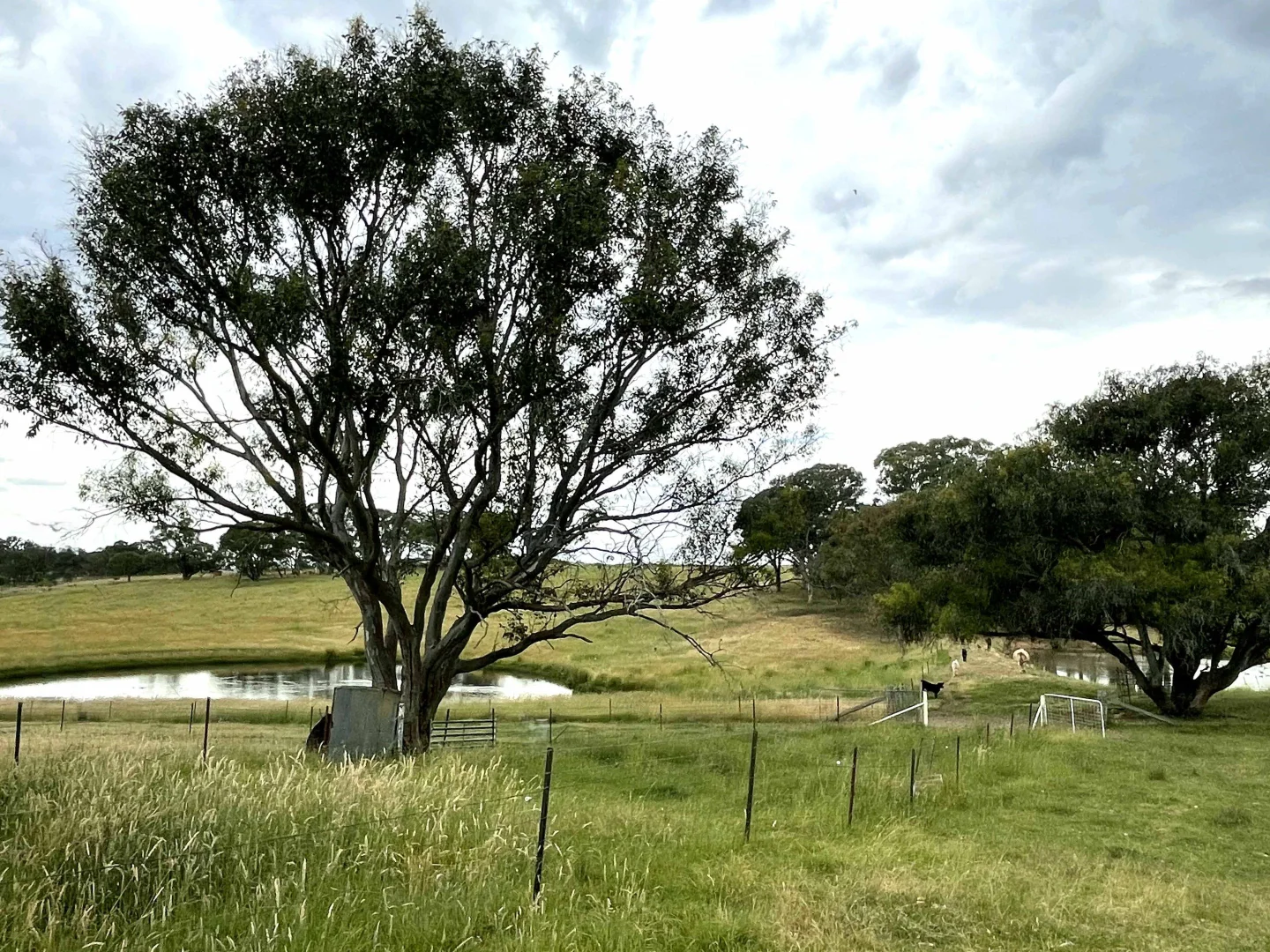 Additional image 36 of "Abbyville" 90 Convent Lane, Borenore NSW 2800