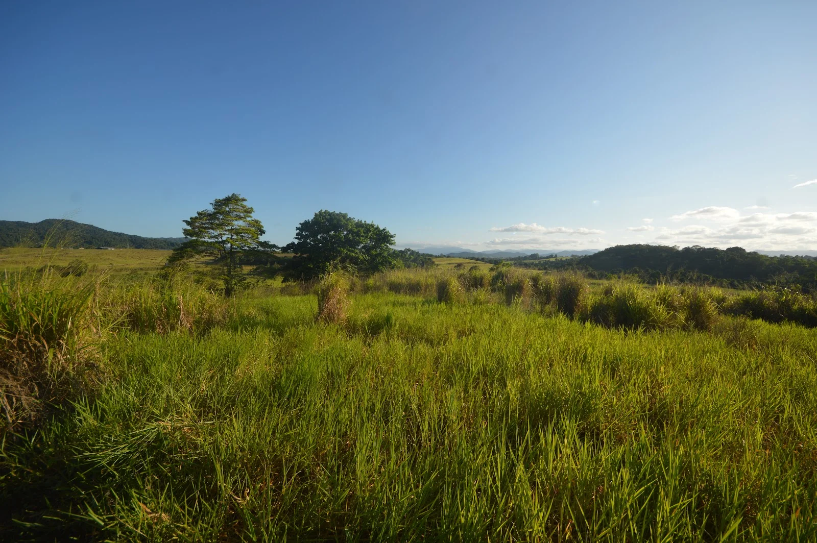 Additional image 21 of 1212 Innisfail Japoon Road, Camp Creek QLD 4871