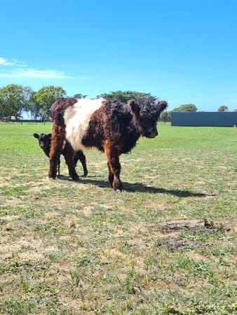 Additional image 2 of 20 Stawell Street, Tarraville VIC 3971