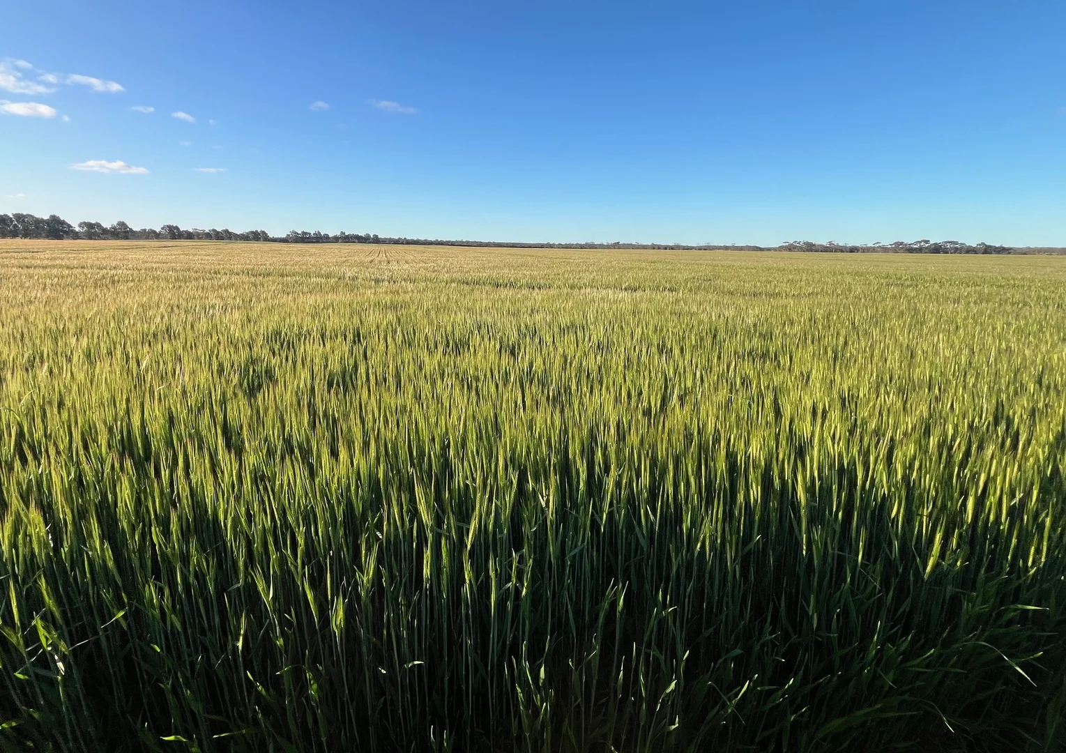 Additional image 27 of Midlands Road, Marchagee WA 6515