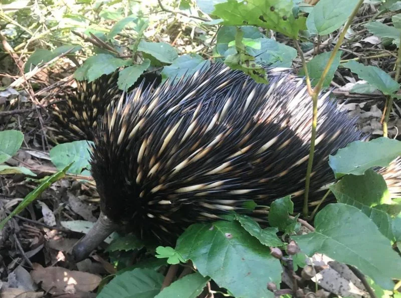 Additional image 22 of Bandon Grove NSW 2420