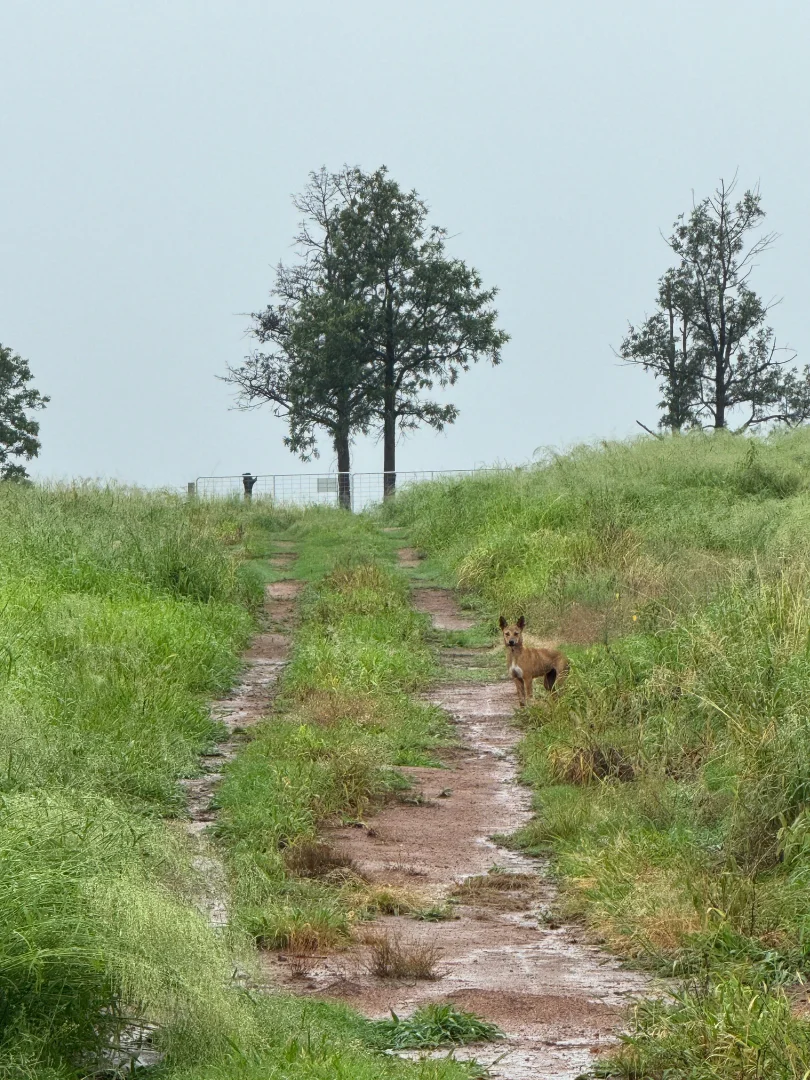 Additional image 14 of Caffey QLD 4343