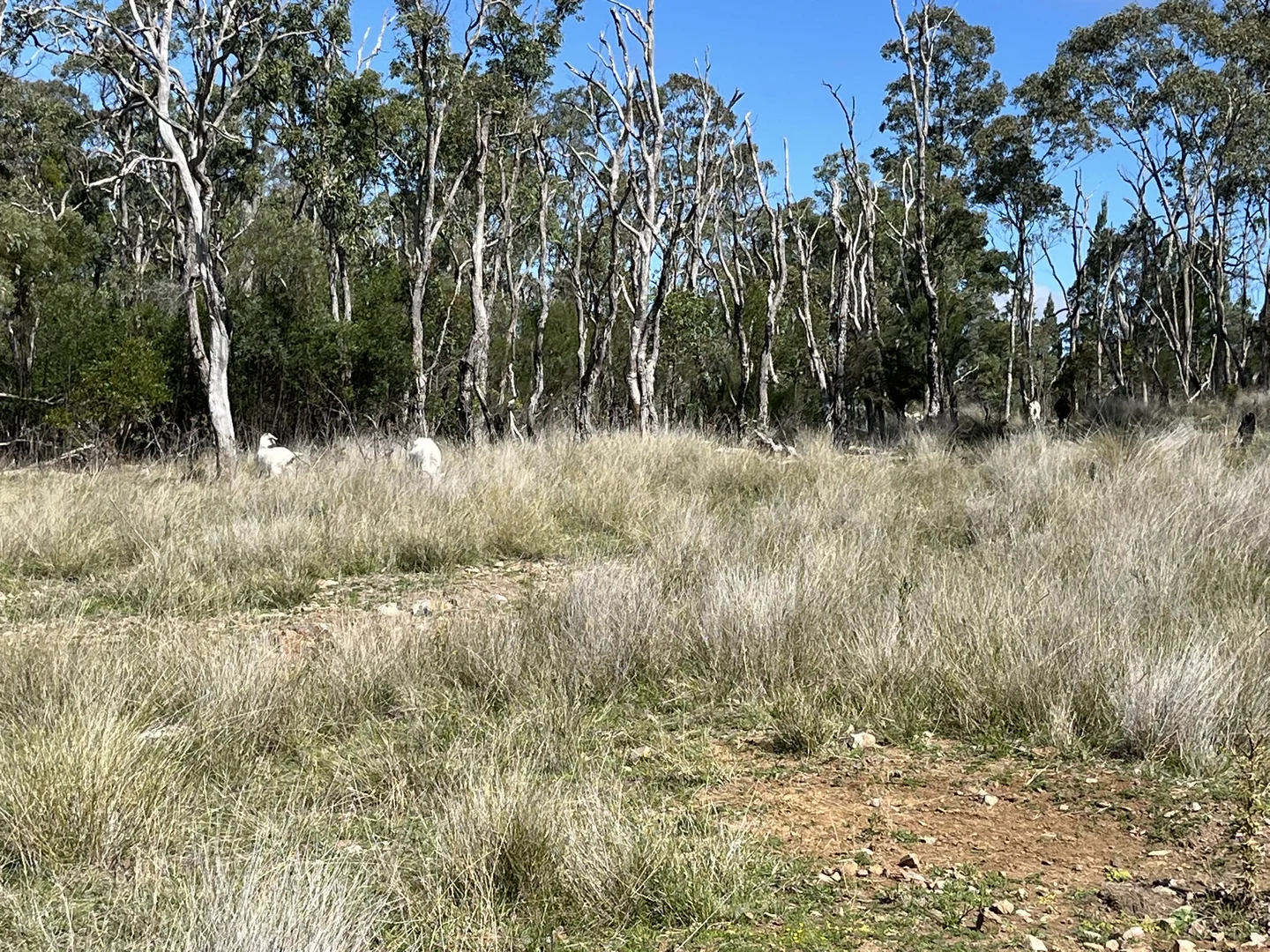 Additional image 19 of Pretty Gully Bendemeer Road, Kingstown NSW 2358