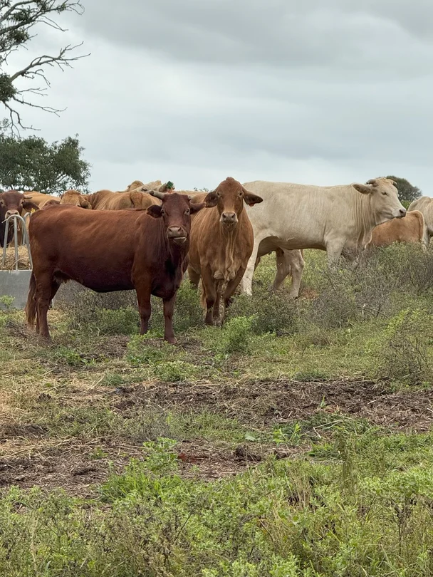 34 Bellottis Road, Oakdale QLD 4605