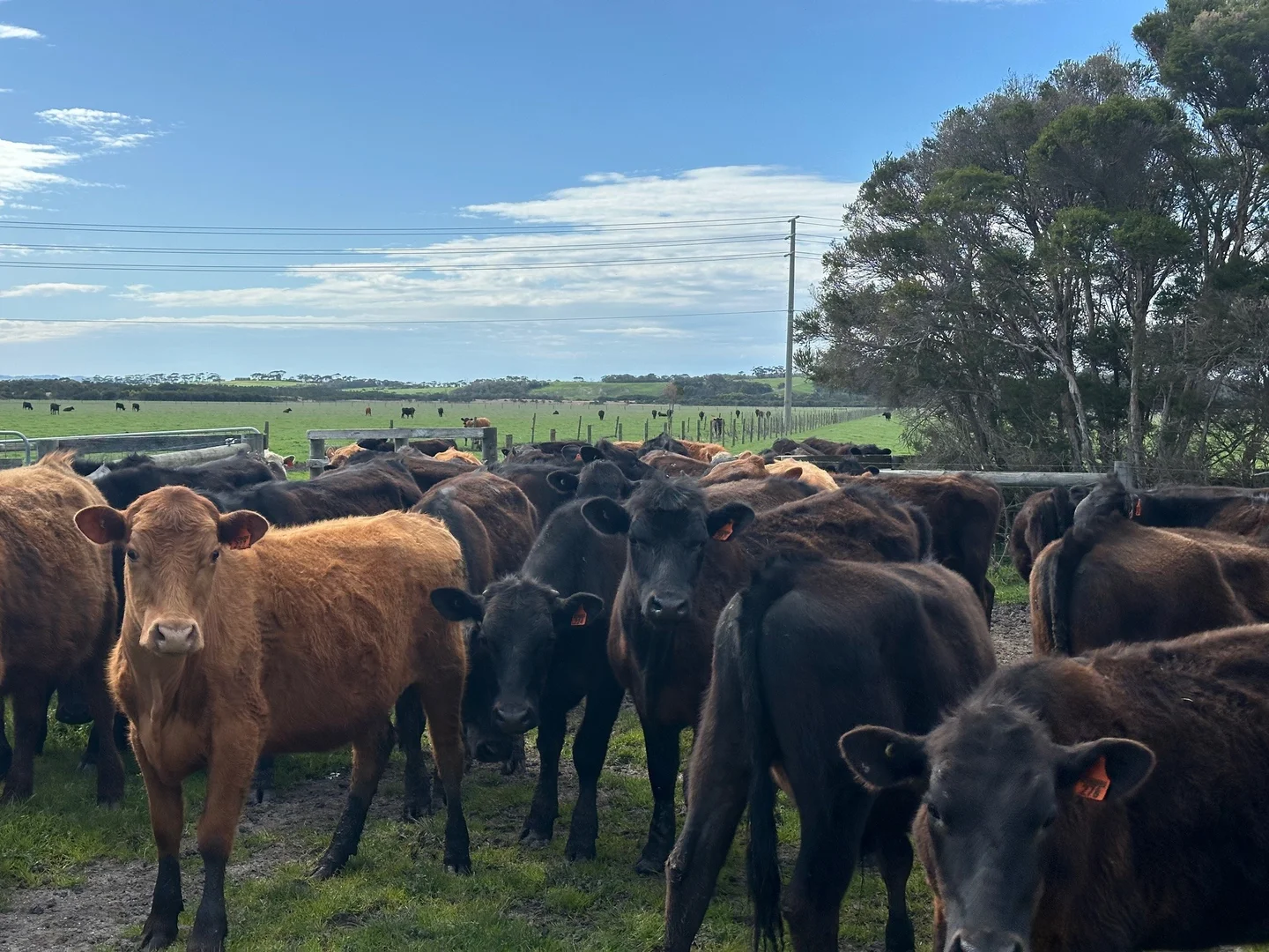 Additional image 10 of 1877 Inverloch Venus Bay Road, Tarwin Lower VIC 3956