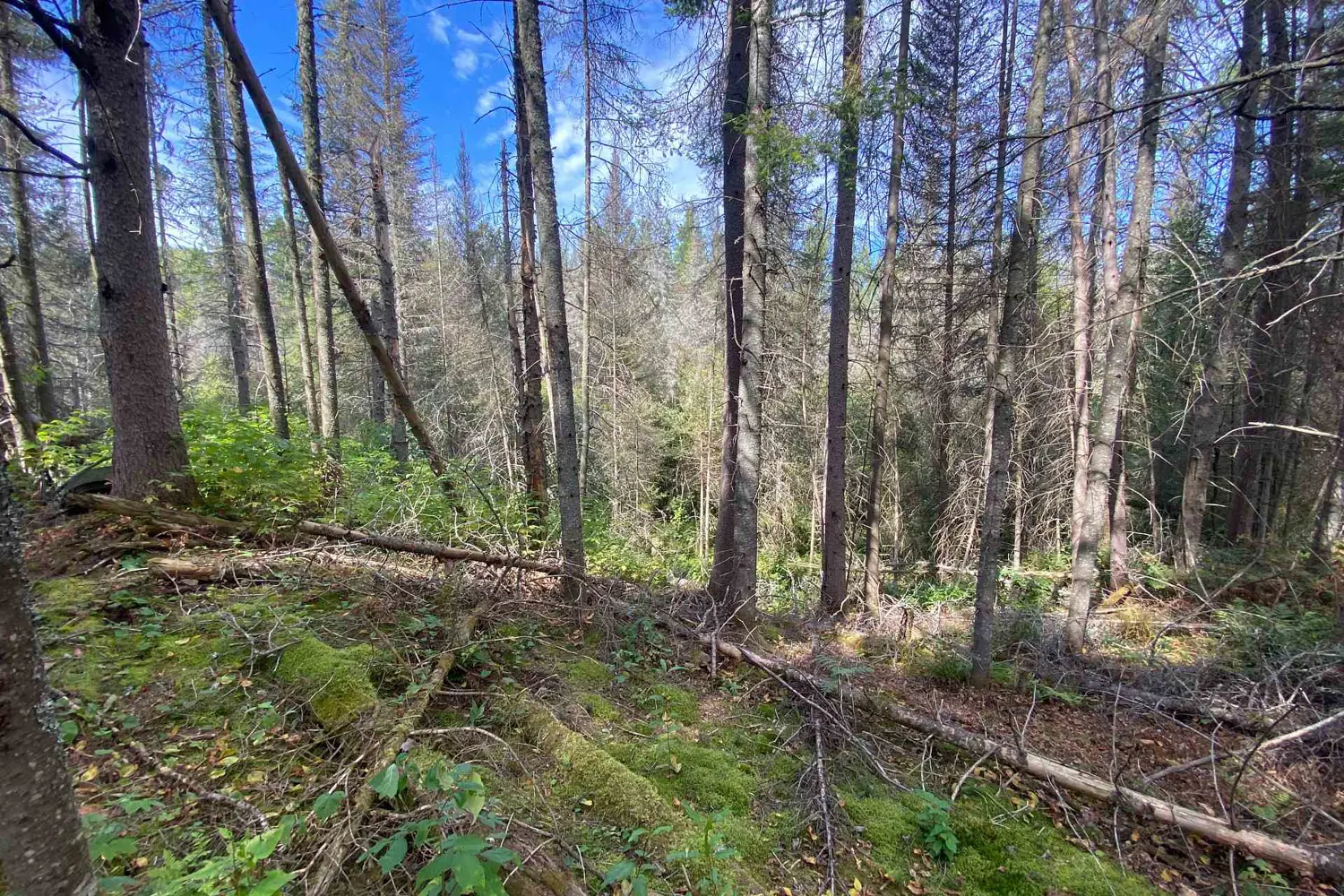 Additional image 6 of 0 Municipal Road