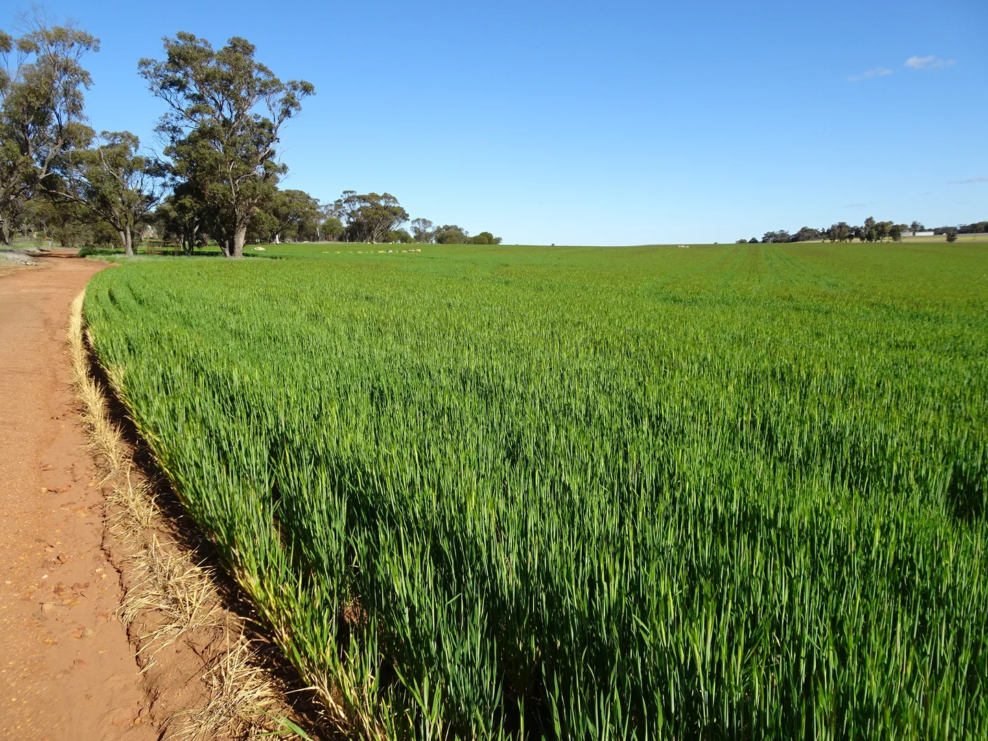 Additional image 4 of 140 Yenellin Road, Pingelly WA 6308