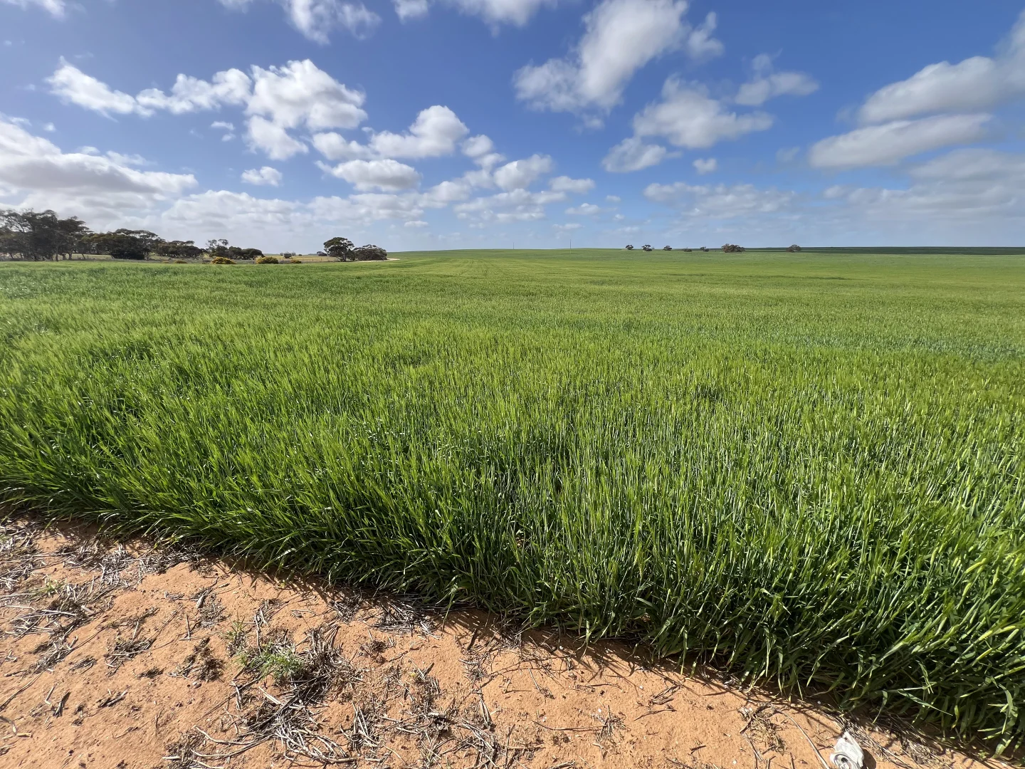 Additional image 5 of 162 Pope Road, Karoonda SA 5307