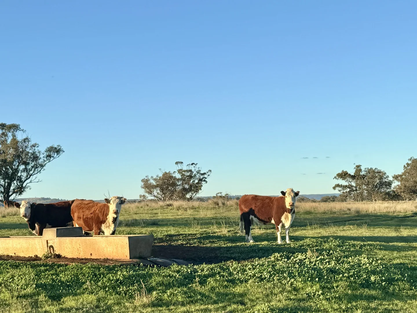 Additional image 17 of "Jemalong" 263 Collier Road, Coolah NSW 2843