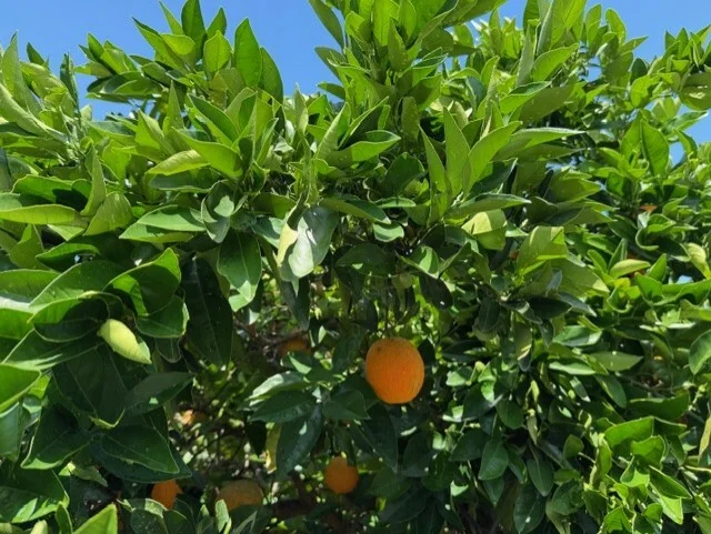 Additional image 11 of 4138 Yetman Rd Graman, Inverell NSW 2360