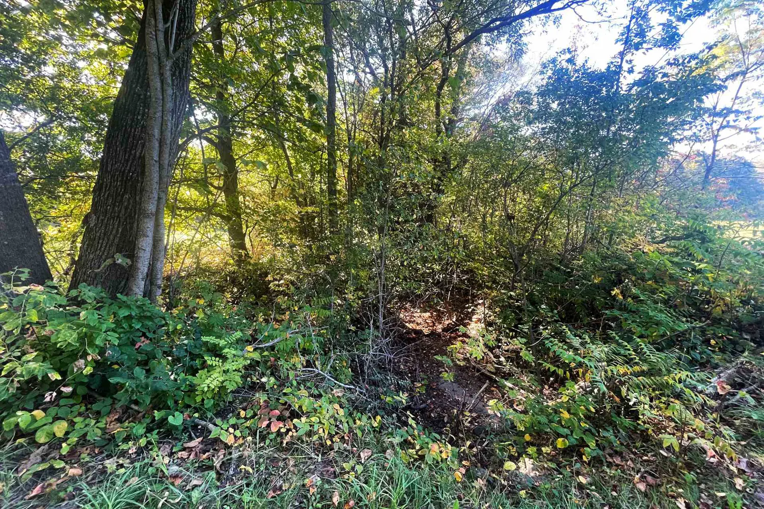 Additional image 6 of 00 Jamieson Road Lot C