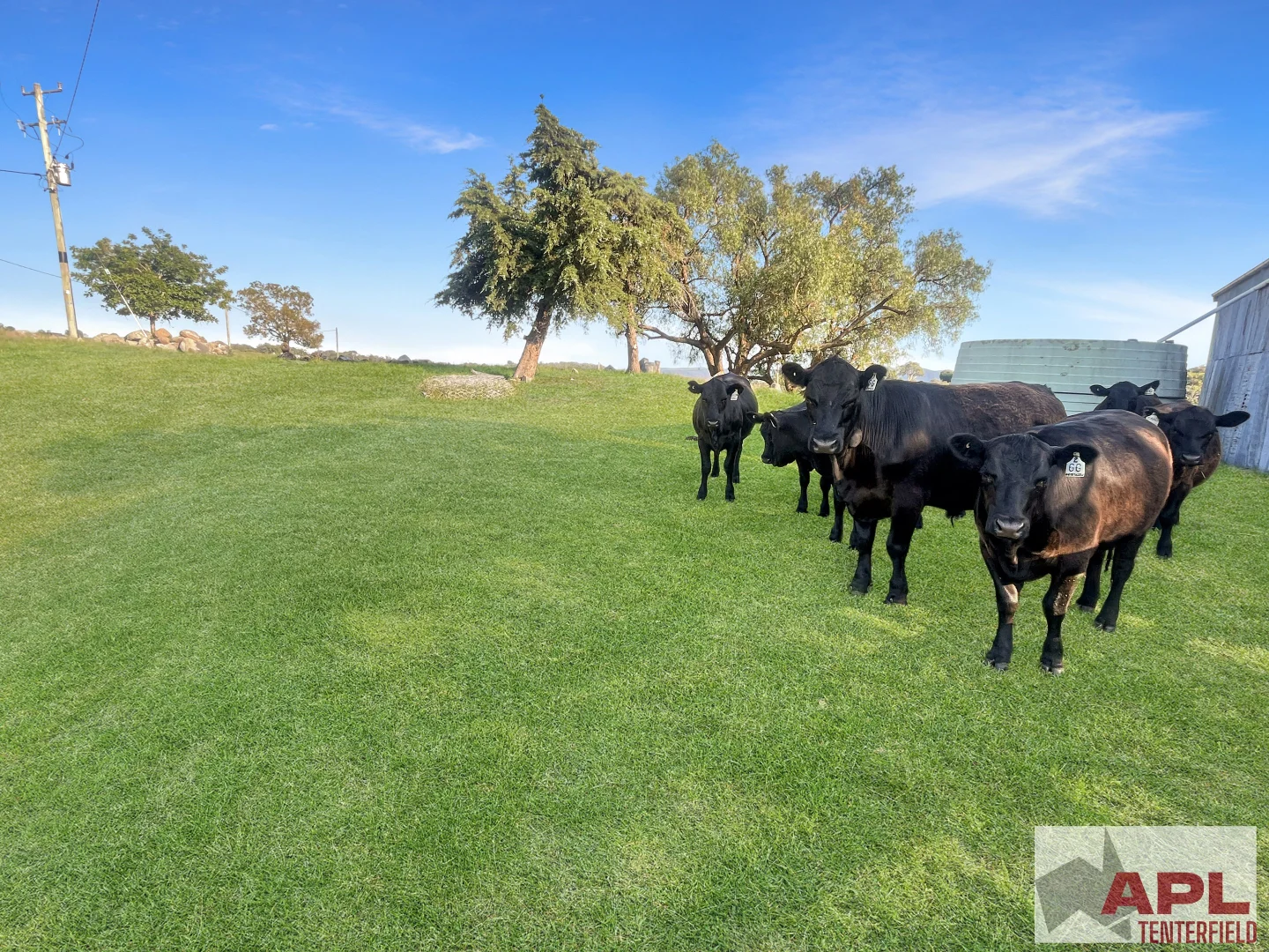 Additional image 17 of 132A Sunnyside Loop Road, Tenterfield NSW 2372