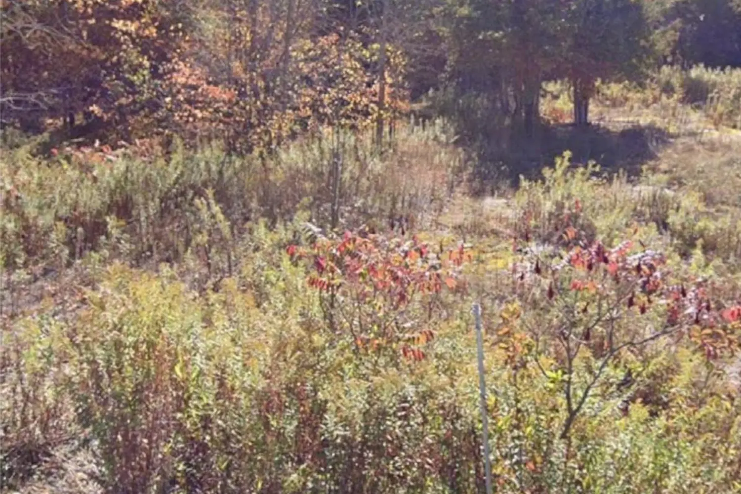 Additional image 2 of 82 Glen Ridge Road
