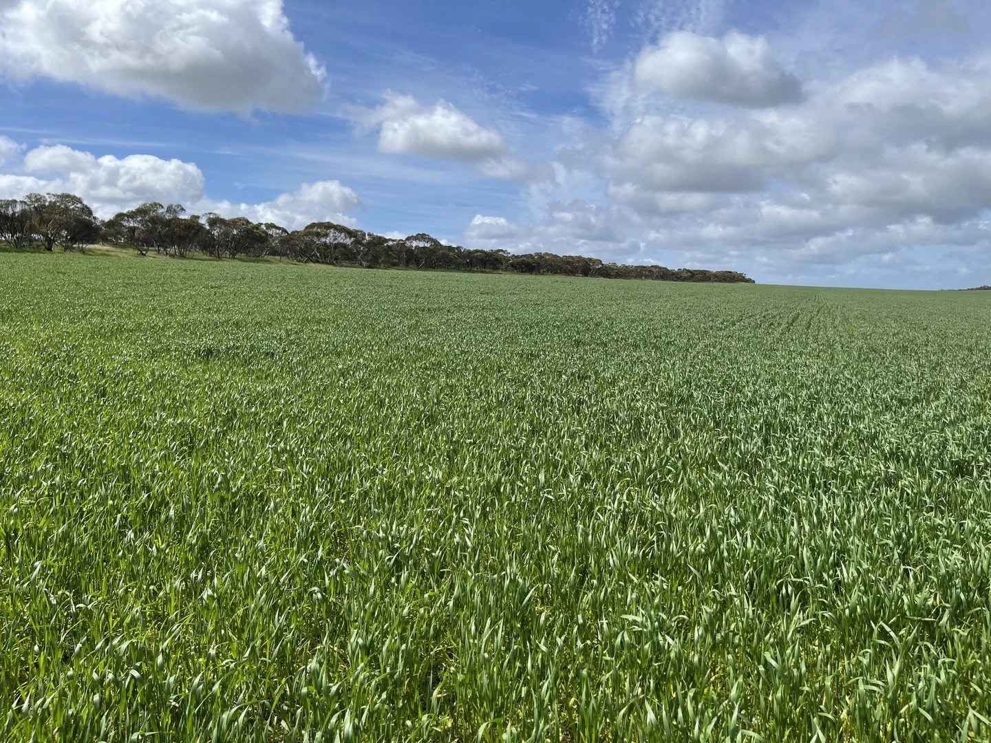 Lot/41 Skinner Road, Warramboo SA 5650