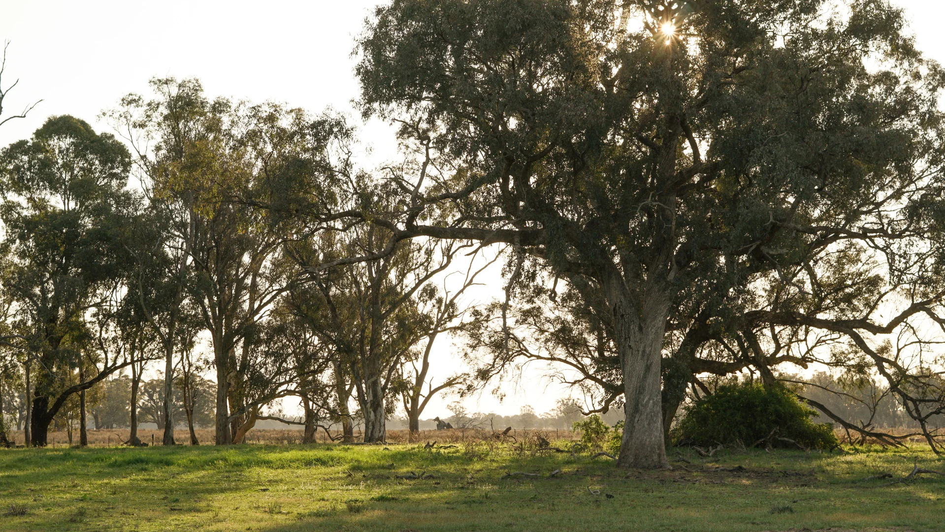 Additional image 9 of 11025 "Lima" The Escort Way, Forbes NSW 2871