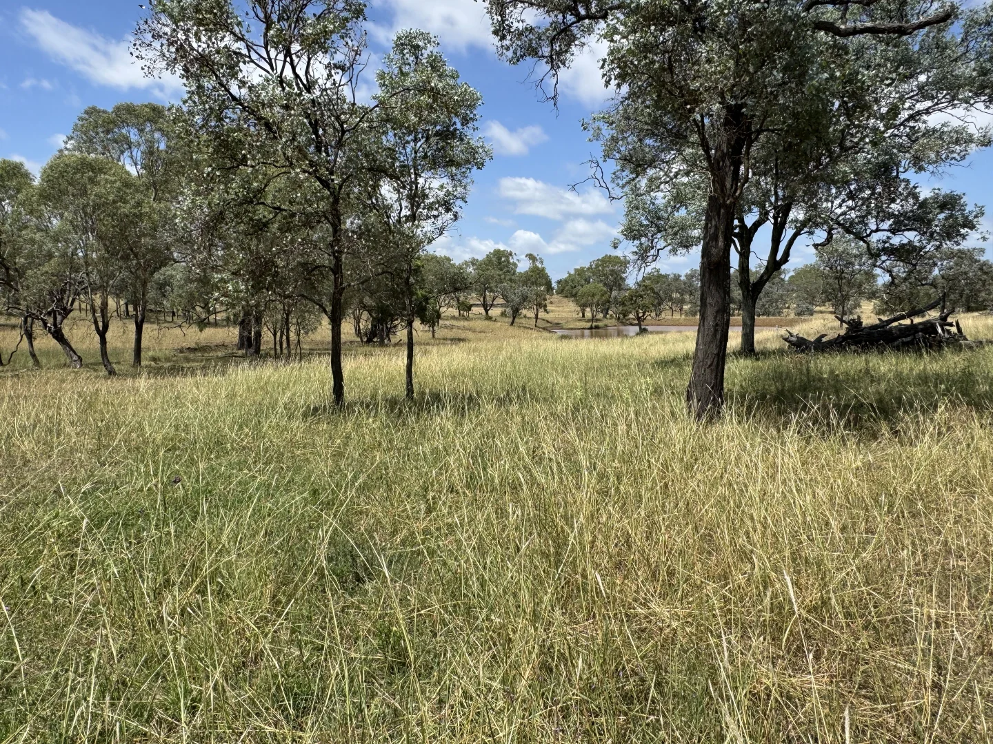 Additional image 13 of Lot 50 Rosenberger Road, Wyreema QLD 4352
