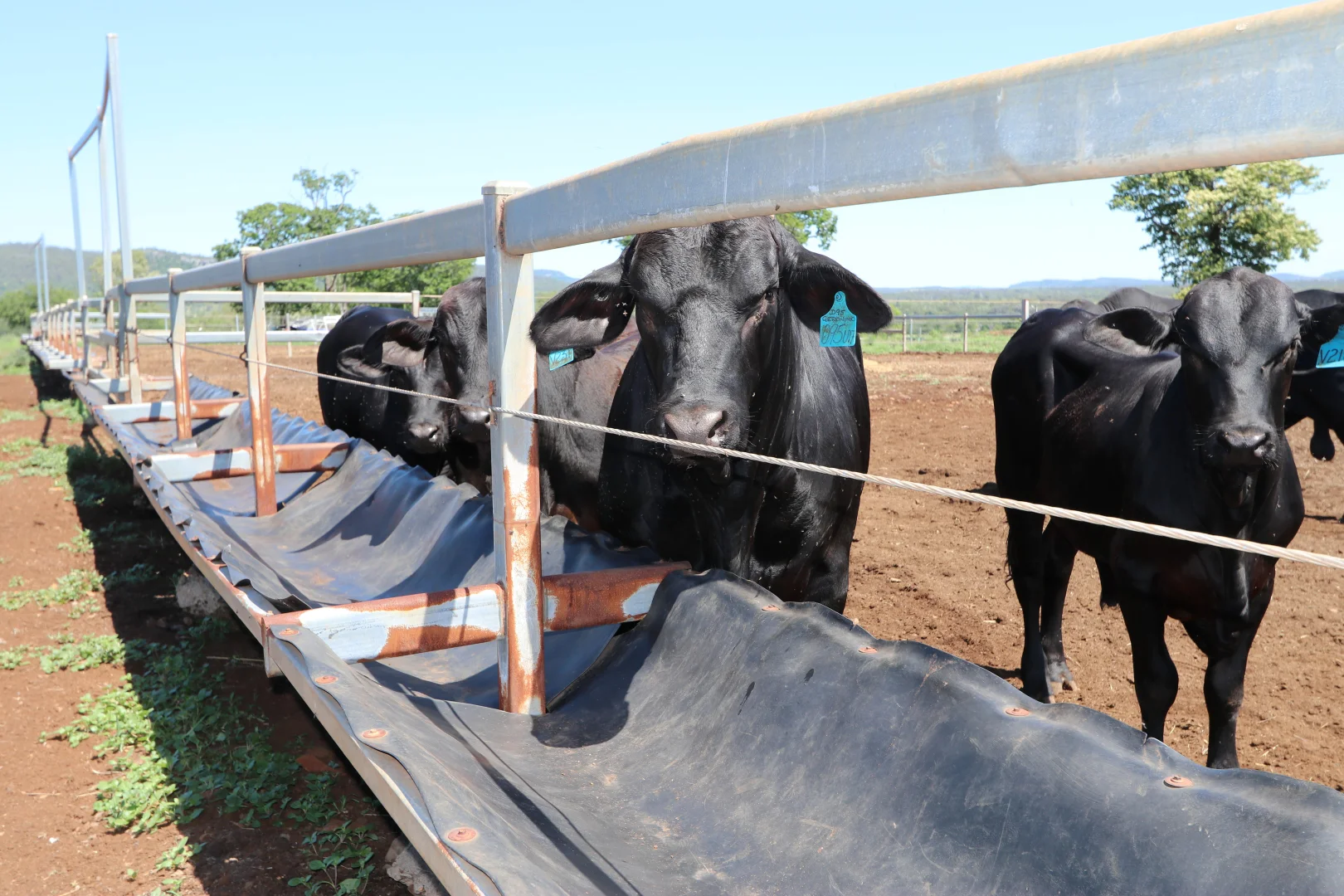 Additional image 5 of 260 Shannen Road, Dalma QLD 4702