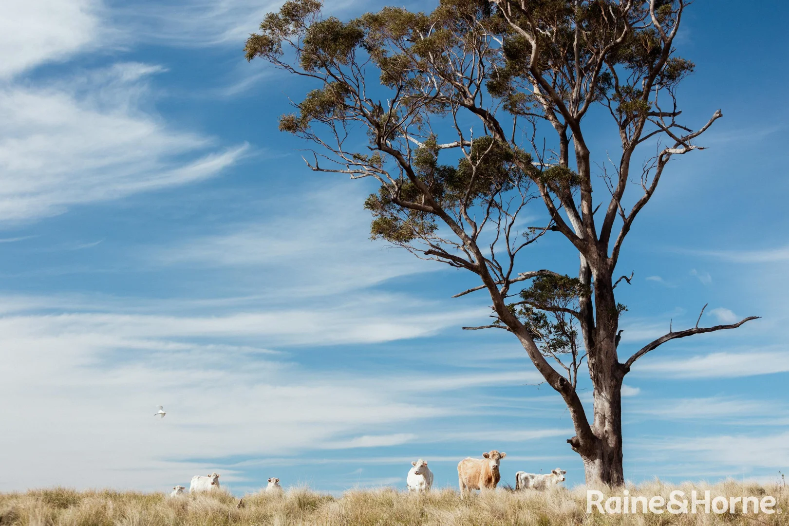 Additional image 30 of 626 Croobyar Road, Croobyar NSW 2539