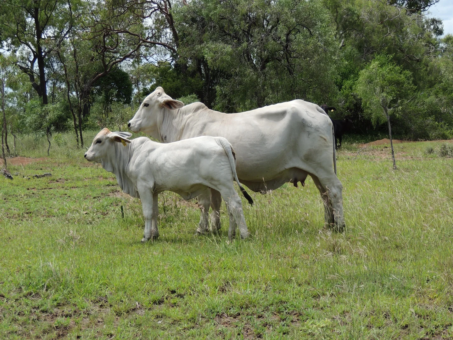 Additional image 3 of 0 Pipeline Road, Nine Mile QLD 4702