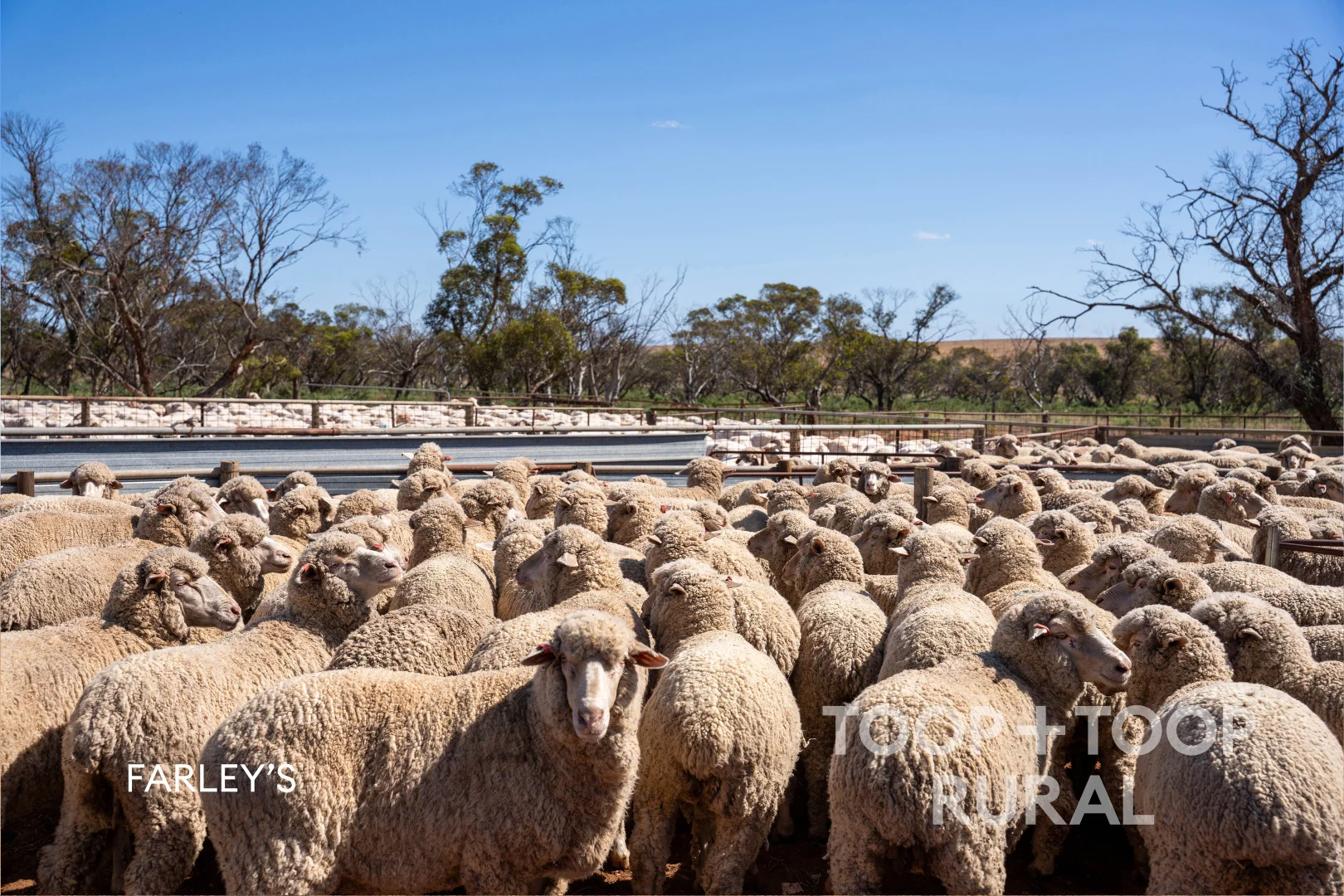 Additional image 17 of Church Road, Copeville SA 5308