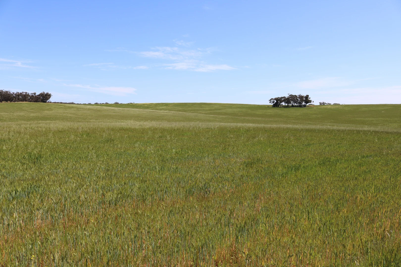 Additional image 8 of Maxwells Lane, Korong Vale VIC 3520