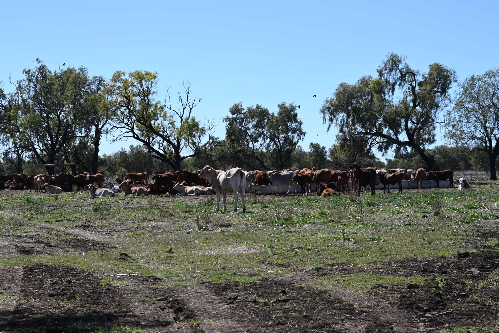 Additional image 23 of 102 Lowestoff Road, Capella QLD 4723