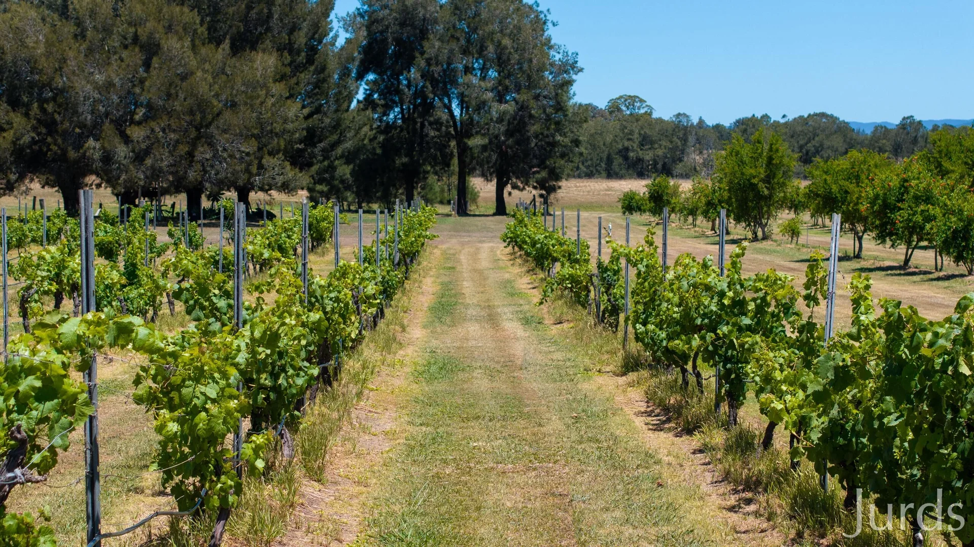 Additional image 5 of 307 Talga Road, Lovedale NSW 2325