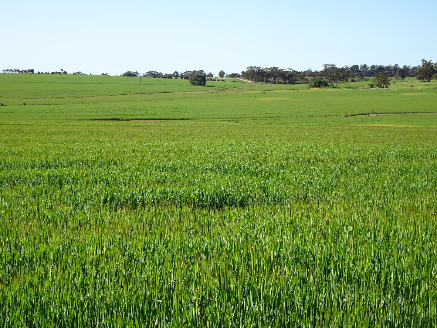 Additional image 13 of 140 Yenellin Road, Pingelly WA 6308