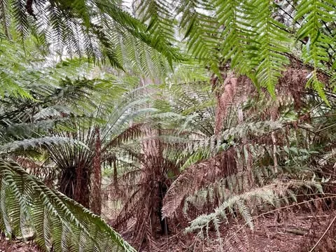 Additional image 11 of - Pages Road, Calder TAS 7325