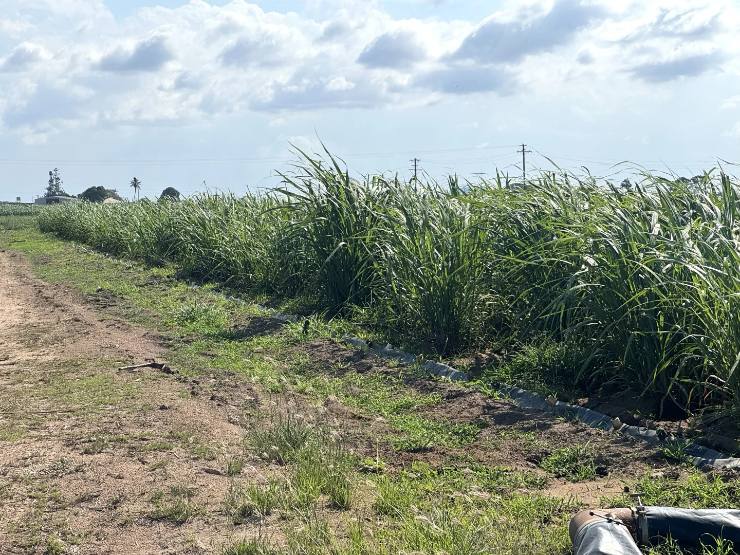 Additional image 11 of 121 Hobson Road, Jarvisfield QLD 4807