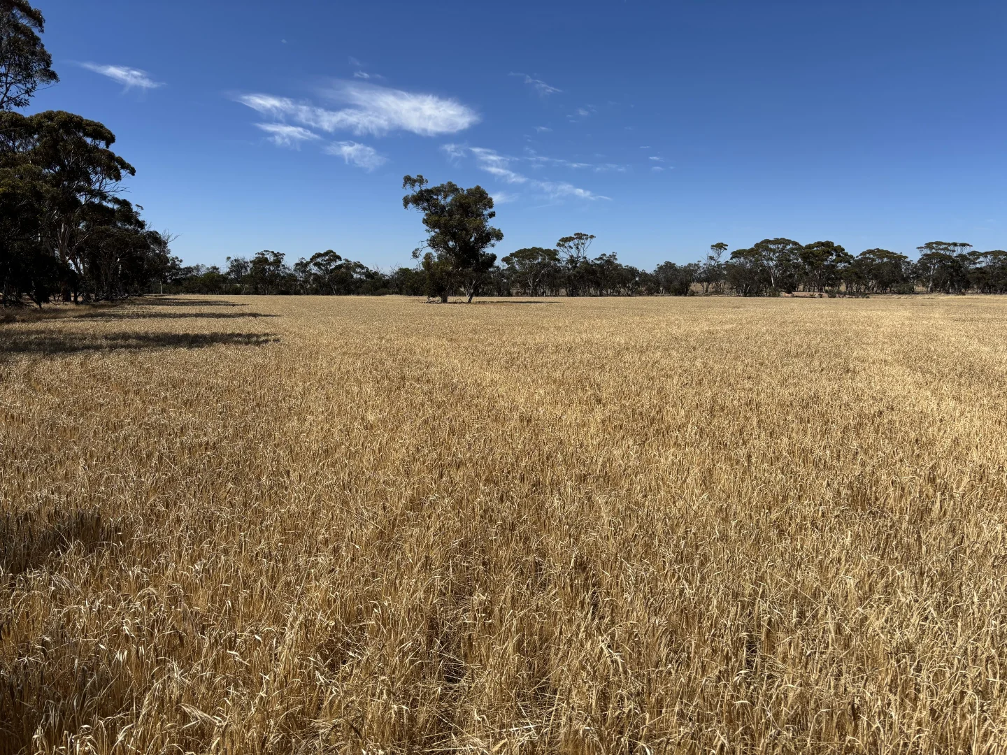 Additional image 25 of . 'Cobbers Soak', Quairading WA 6383