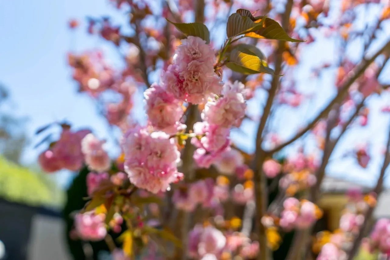 Additional image 19 of 4 Bignonia Street, Colo Vale NSW 2575