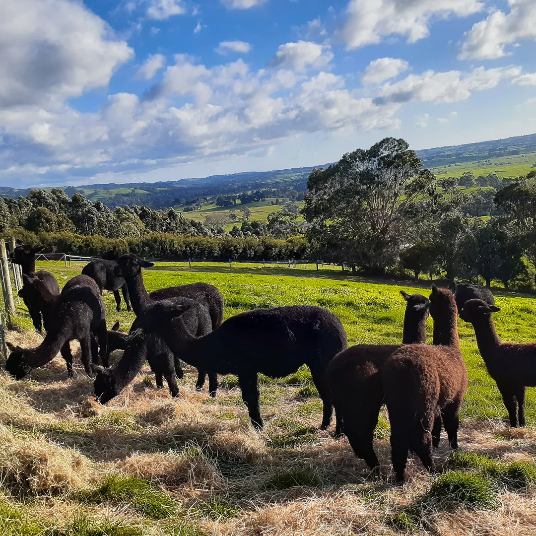 Additional image 29 of 426 Yarragon Leongatha Road, Yarragon VIC 3823