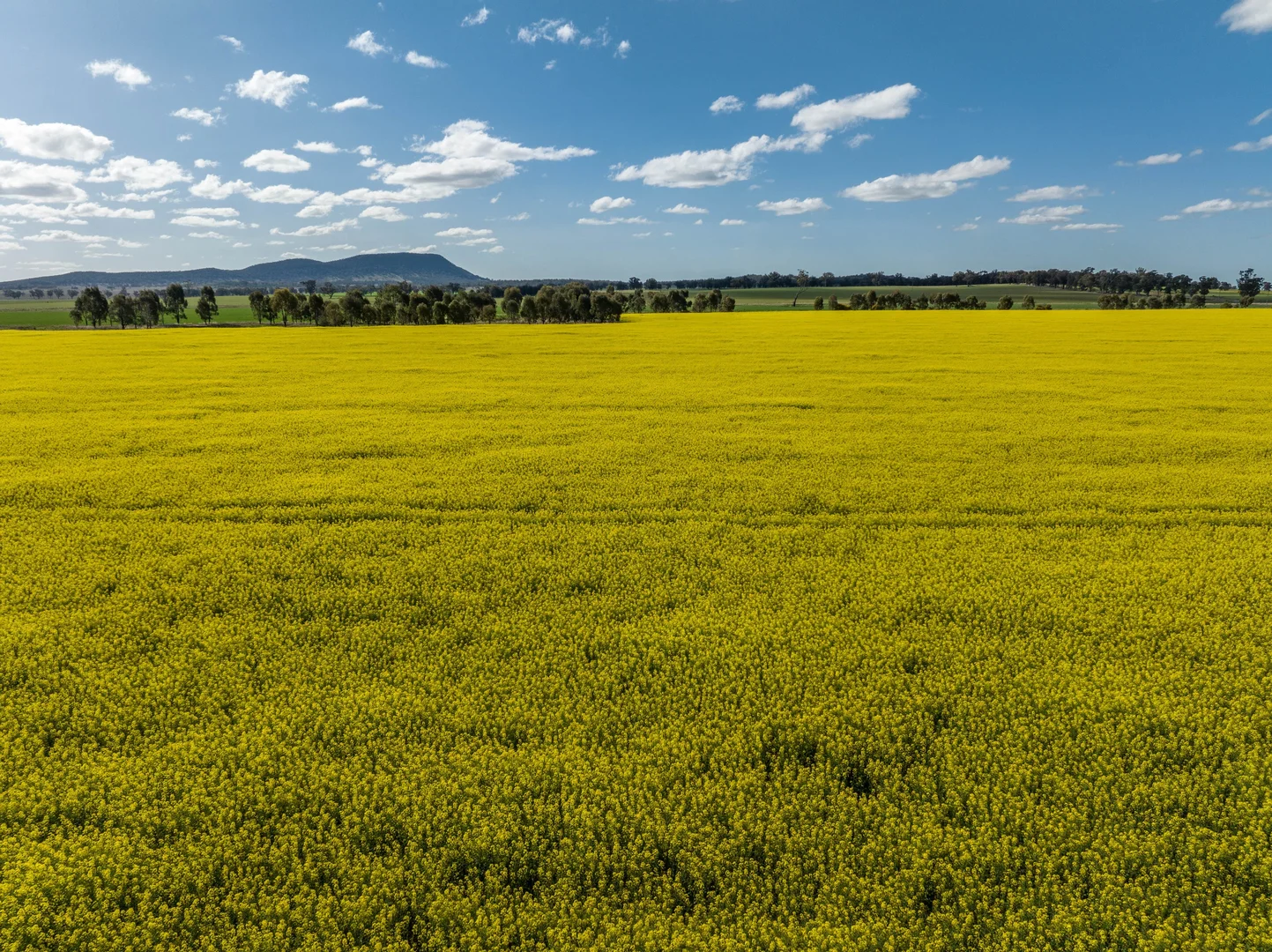 Additional image 4 of 'Ingaladdie' 101 Piney Range Hall Road, Piney Range NSW 2810