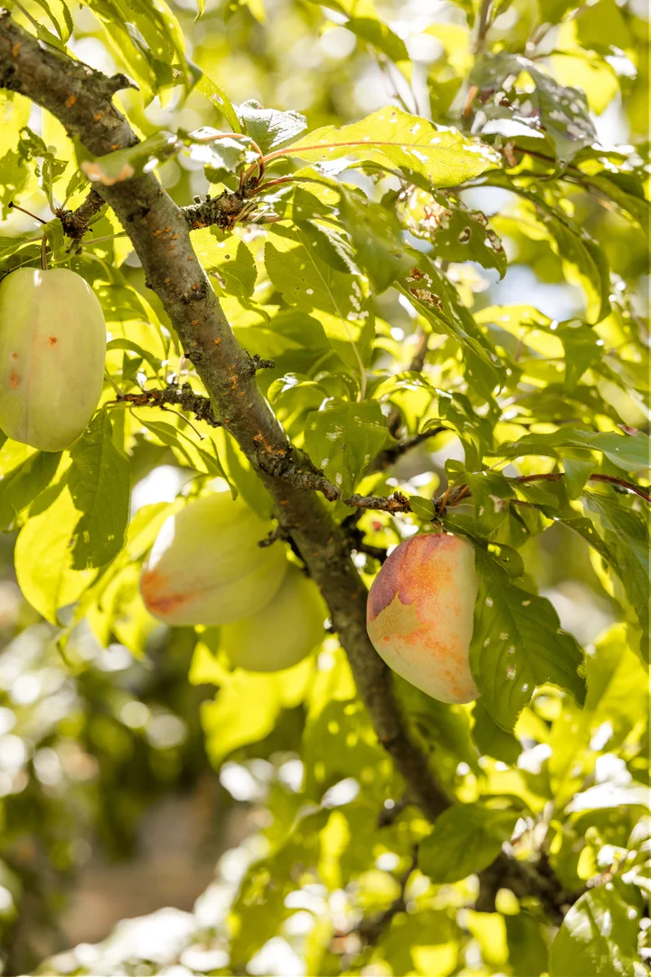 Additional image 24 of 71-79 Knees Road, Park Orchards VIC 3114