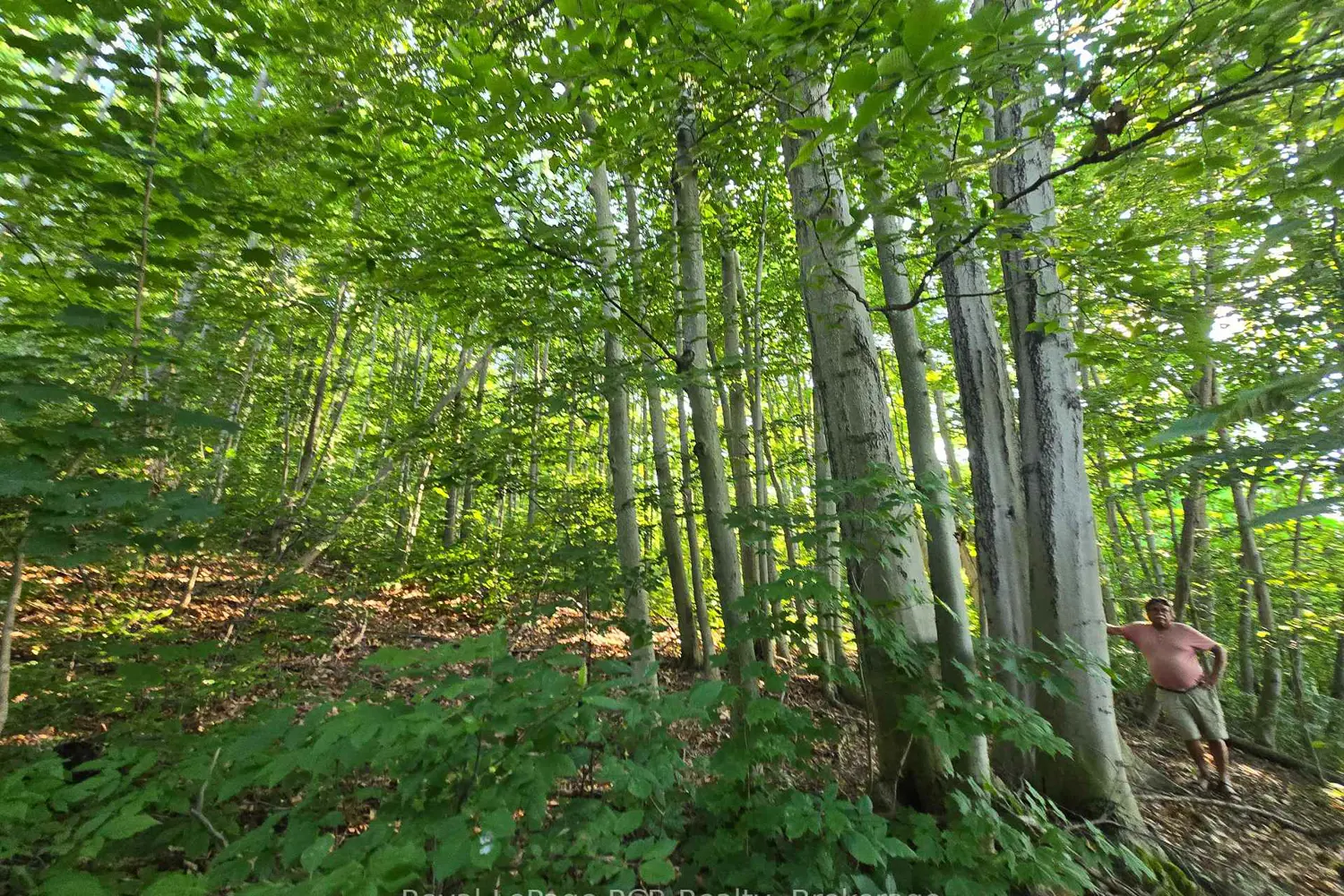 Additional image 3 of 126 Old Highway 26 Highway