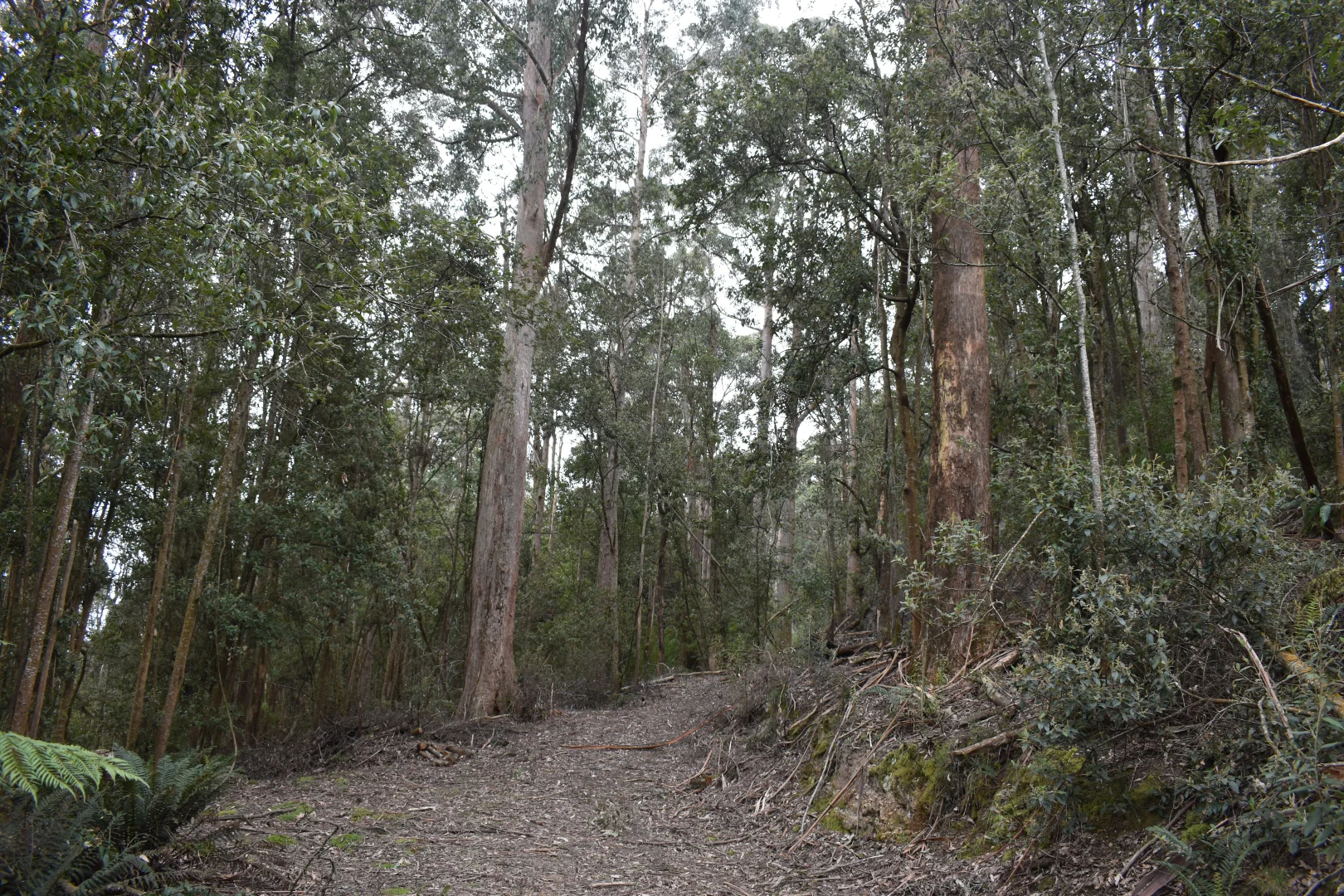 Additional image 8 of 1001 Holwell Road, Holwell TAS 7275