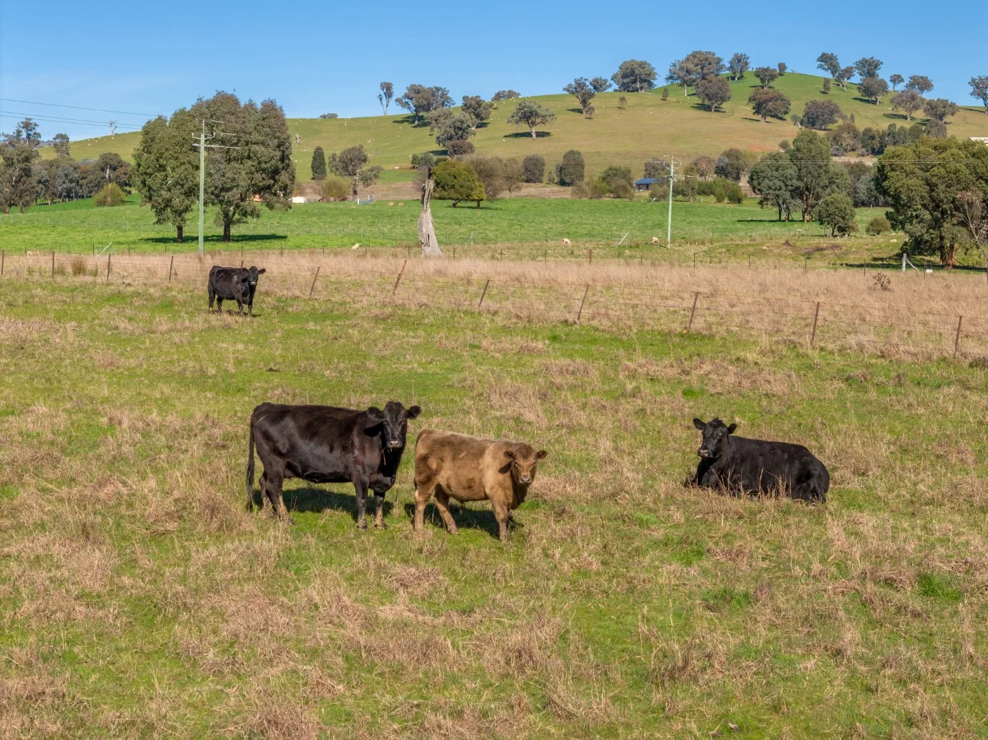 Additional image 15 of 2051 Adelong Road, Tumblong NSW 2729