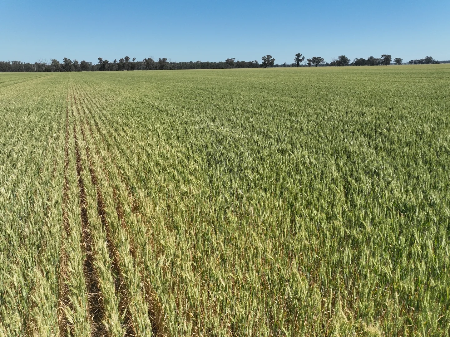 Additional image 3 of 175 Kaarimba Road, Wunghnu VIC 3635